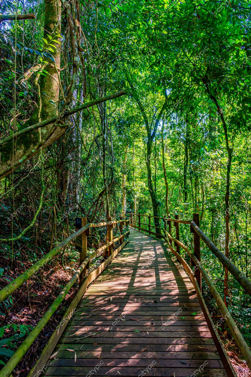 Trilha da Floresta Tropical em Ilhabela, São Paulo: Explorando a biodiversidade em meio à exuberante vegetação