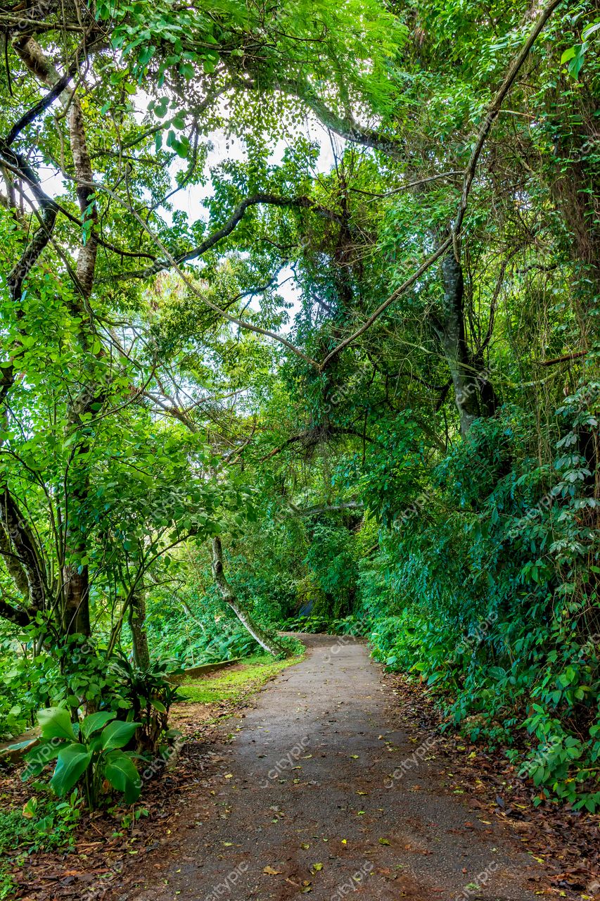 Urca, Rio de Janeiro: Caminho tranquilo em meio à natureza exuberante