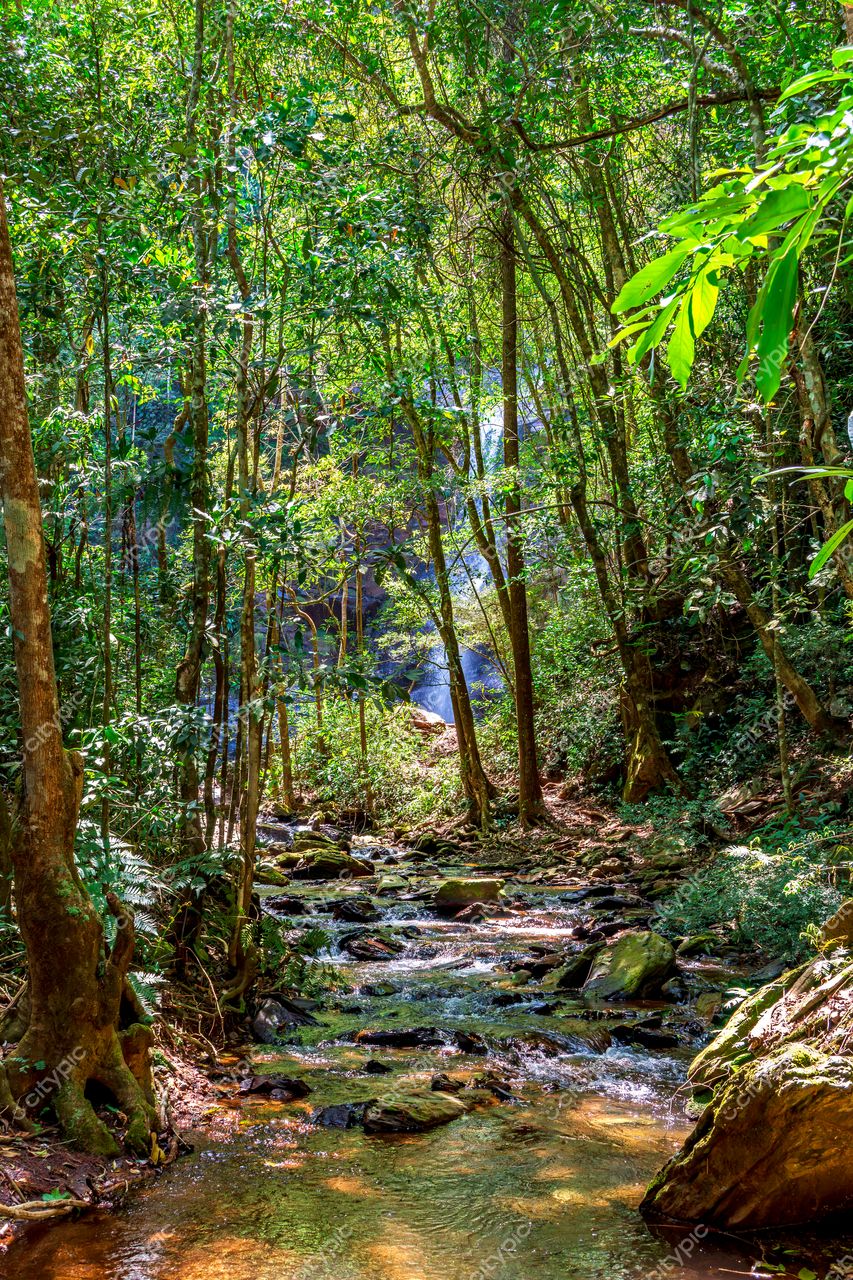 Oásis de tranquilidade: a beleza da floresta tropical e sua cascata escondida