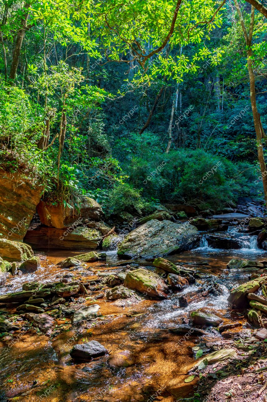 Oásis de Serenidade: Um Riacho Serpenteando por um Bosque Tropical