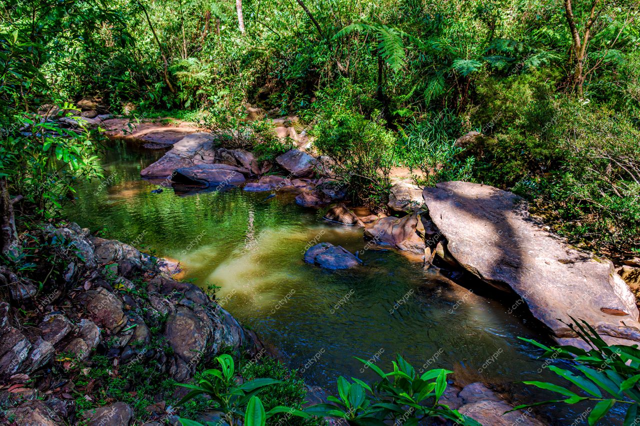 Oásis de tranquilidade: o riacho serpenteante na vegetação tropical exuberante