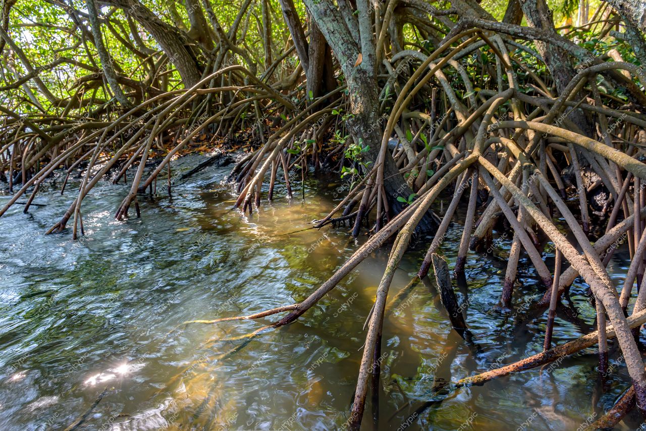 Lagoa de Manguezal no Rio de Janeiro: um oásis de biodiversidade e conservação ambiental