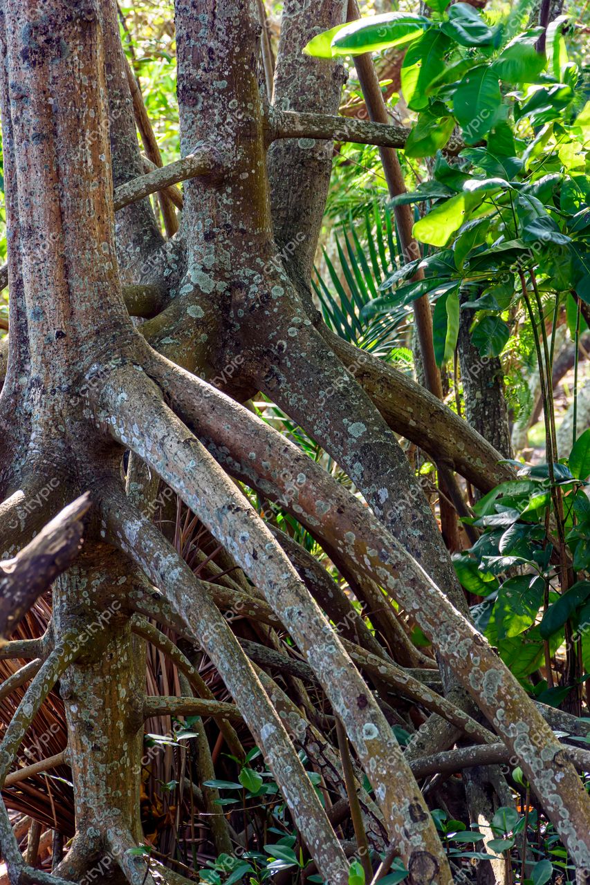 Lagoa, Rio de Janeiro: Raízes entrelaçadas em meio à exuberante vegetação tropical