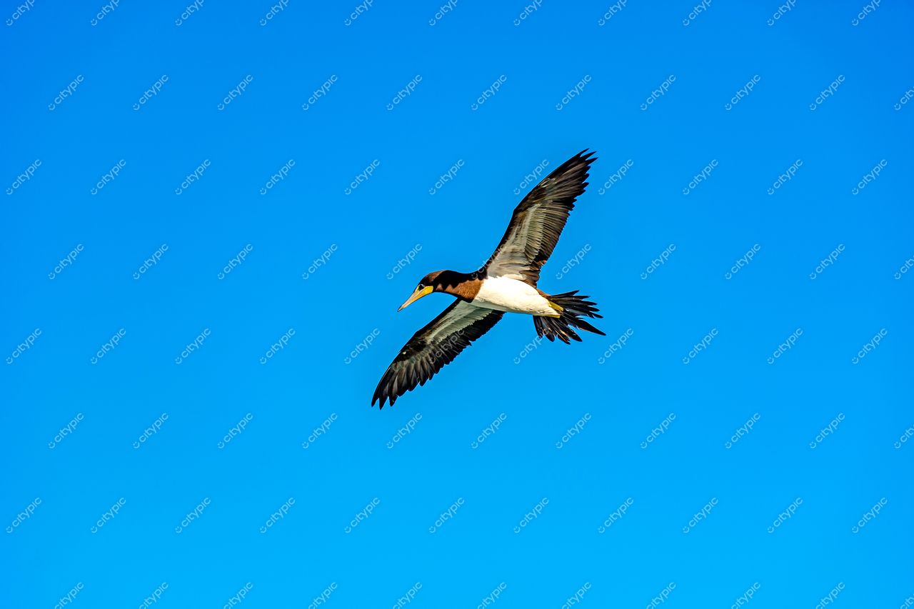Pássaro majestoso em pleno voo sobre Ipanema, Rio de Janeiro: a beleza da natureza brasileira