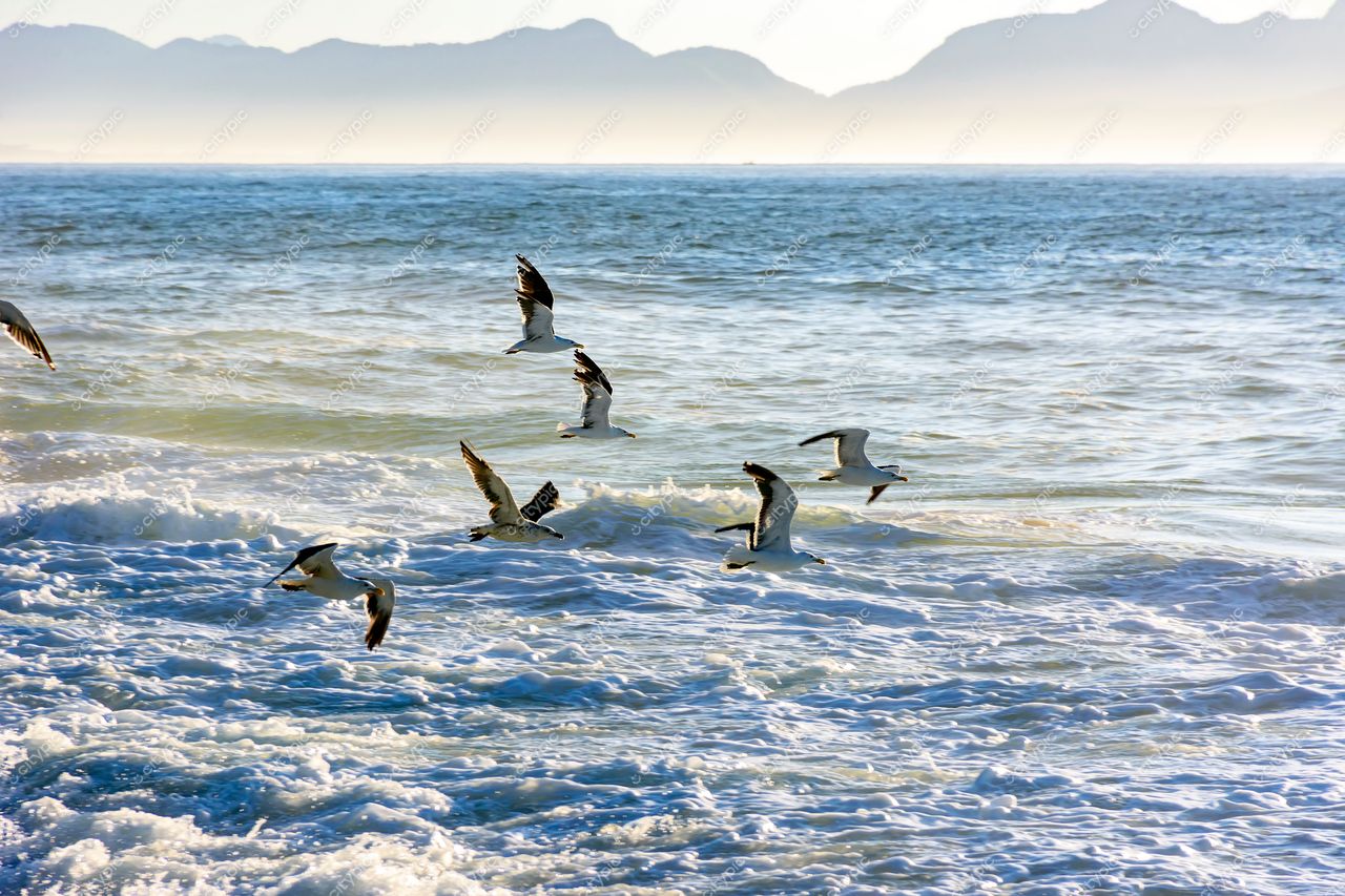 Ipanema, Rio de Janeiro: A Dança das Aves sobre as Ondas Tranquilas do Oceano