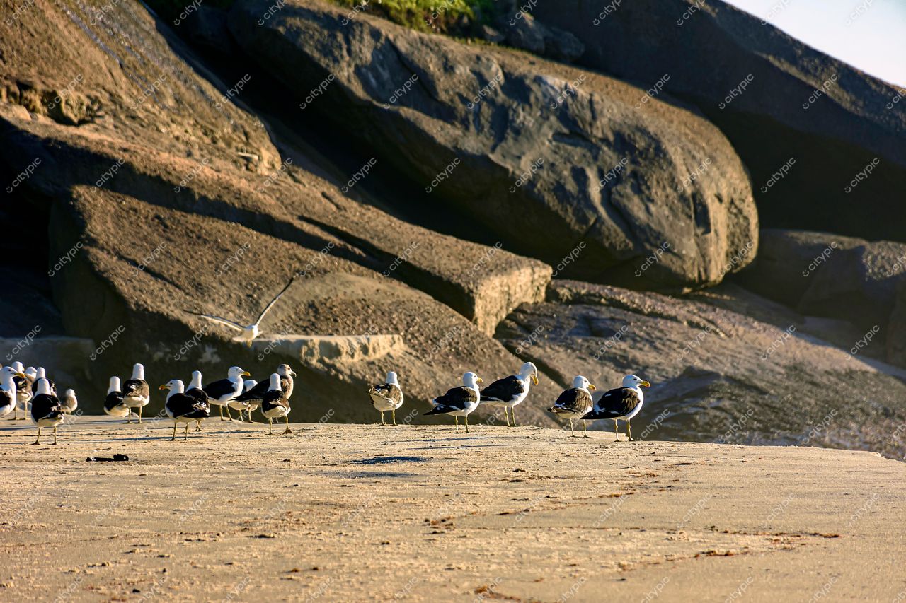 Praia de Ipanema, Rio de Janeiro: Gaivotas ao amanhecer