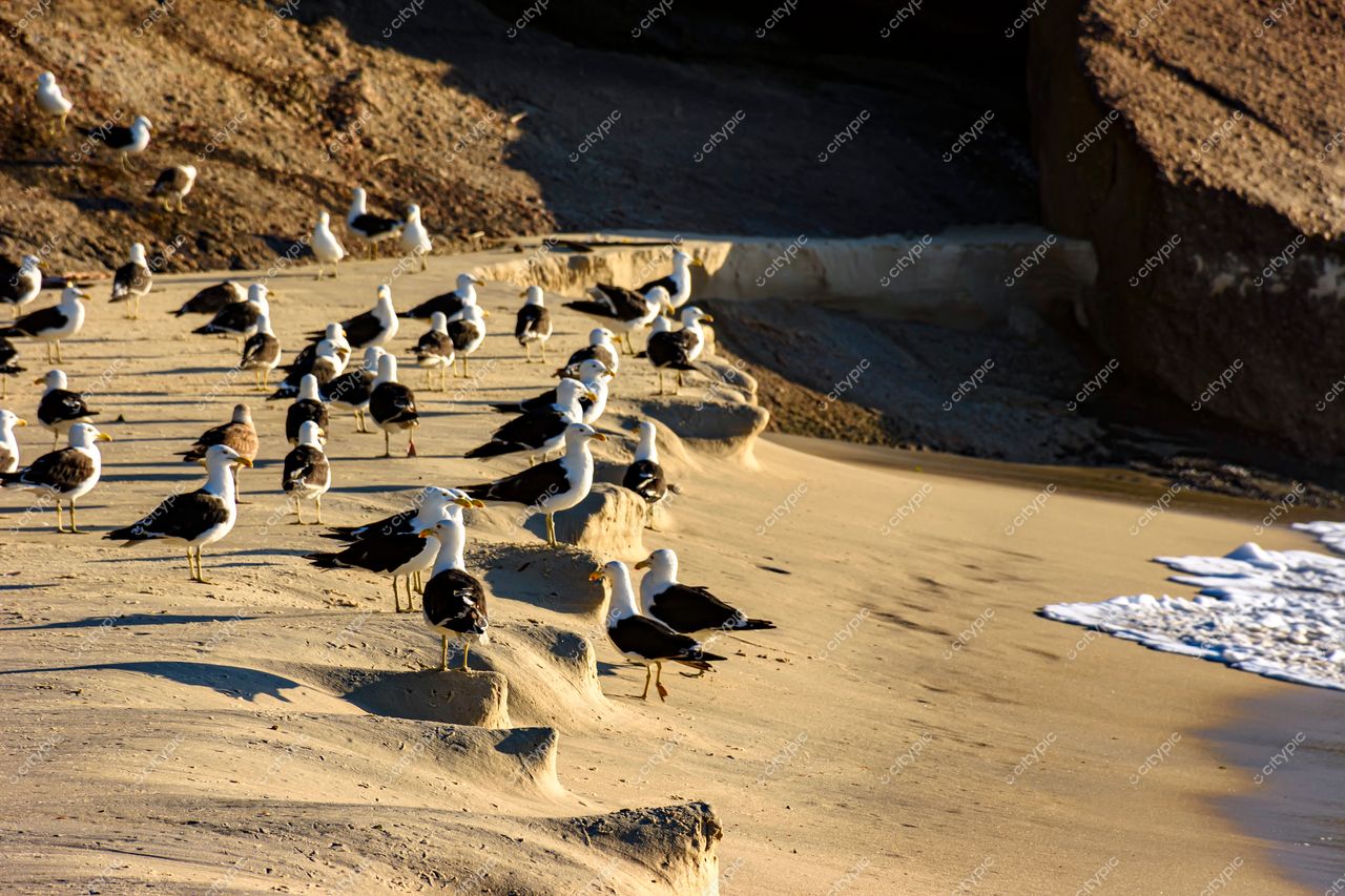 Praia de Ipanema, Rio de Janeiro: Gaivotas ao entardecer