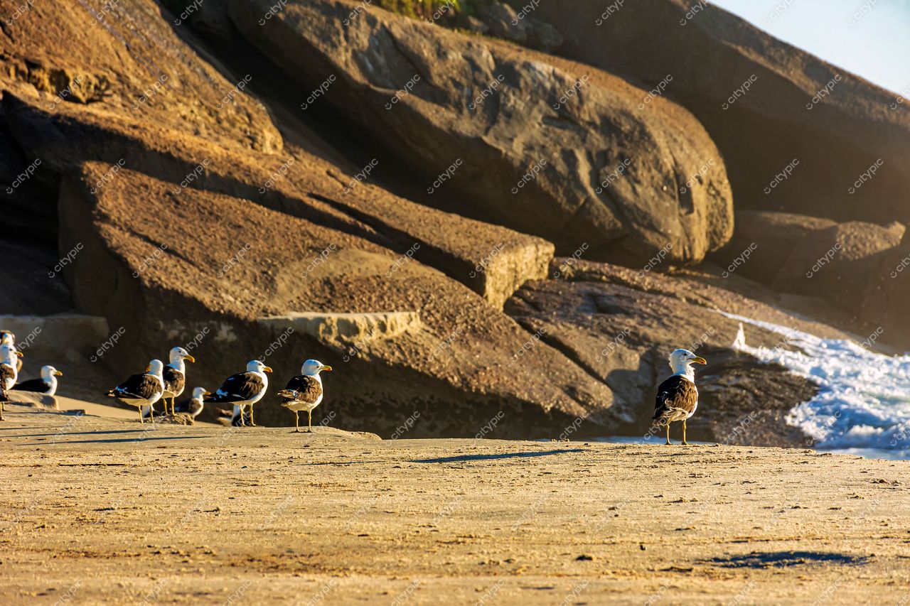 Praia de Ipanema, Rio de Janeiro: Gaivotas em harmonia com a natureza