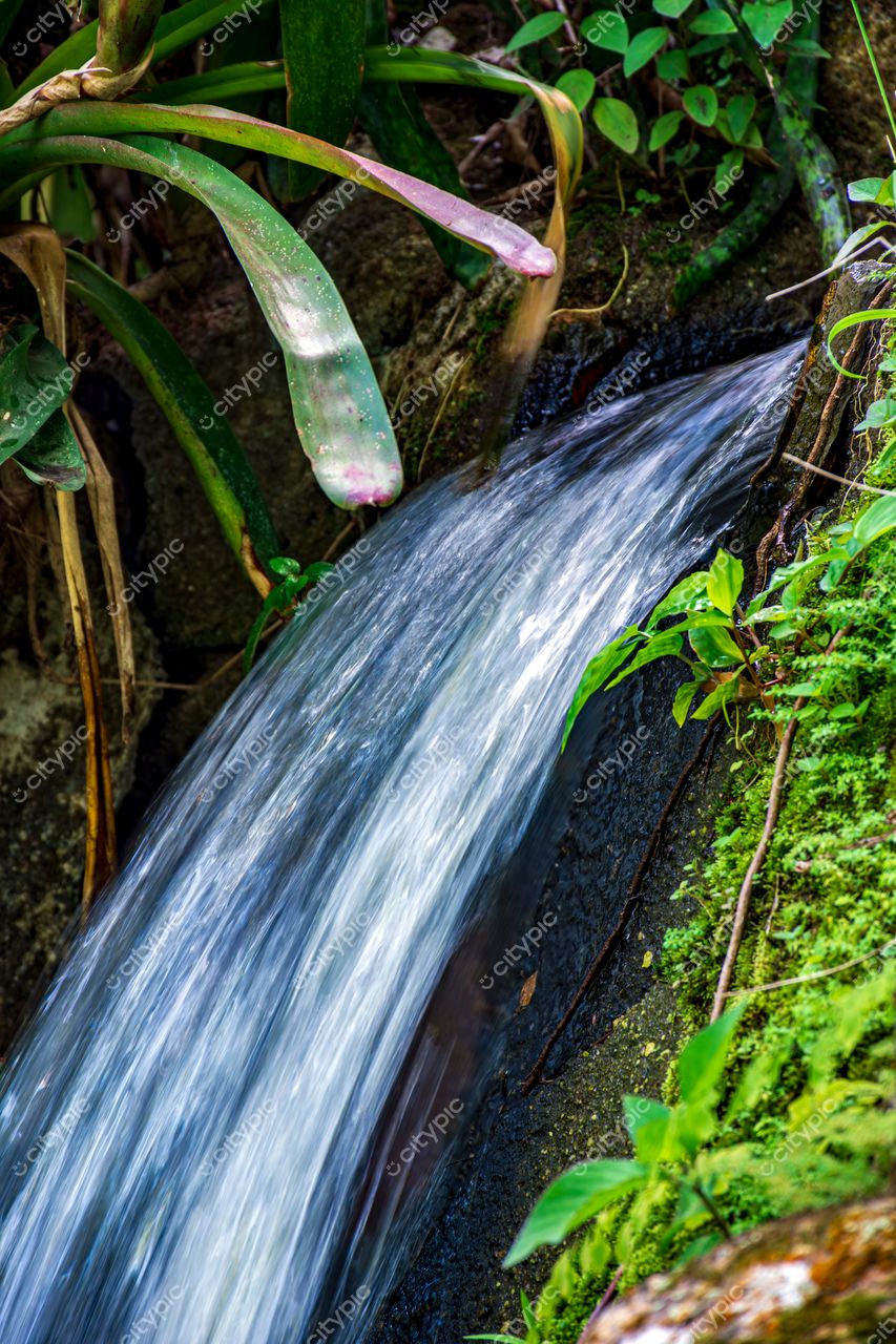 Jardim Botânico do Rio de Janeiro: Córrego sereno entre a vegetação exuberante