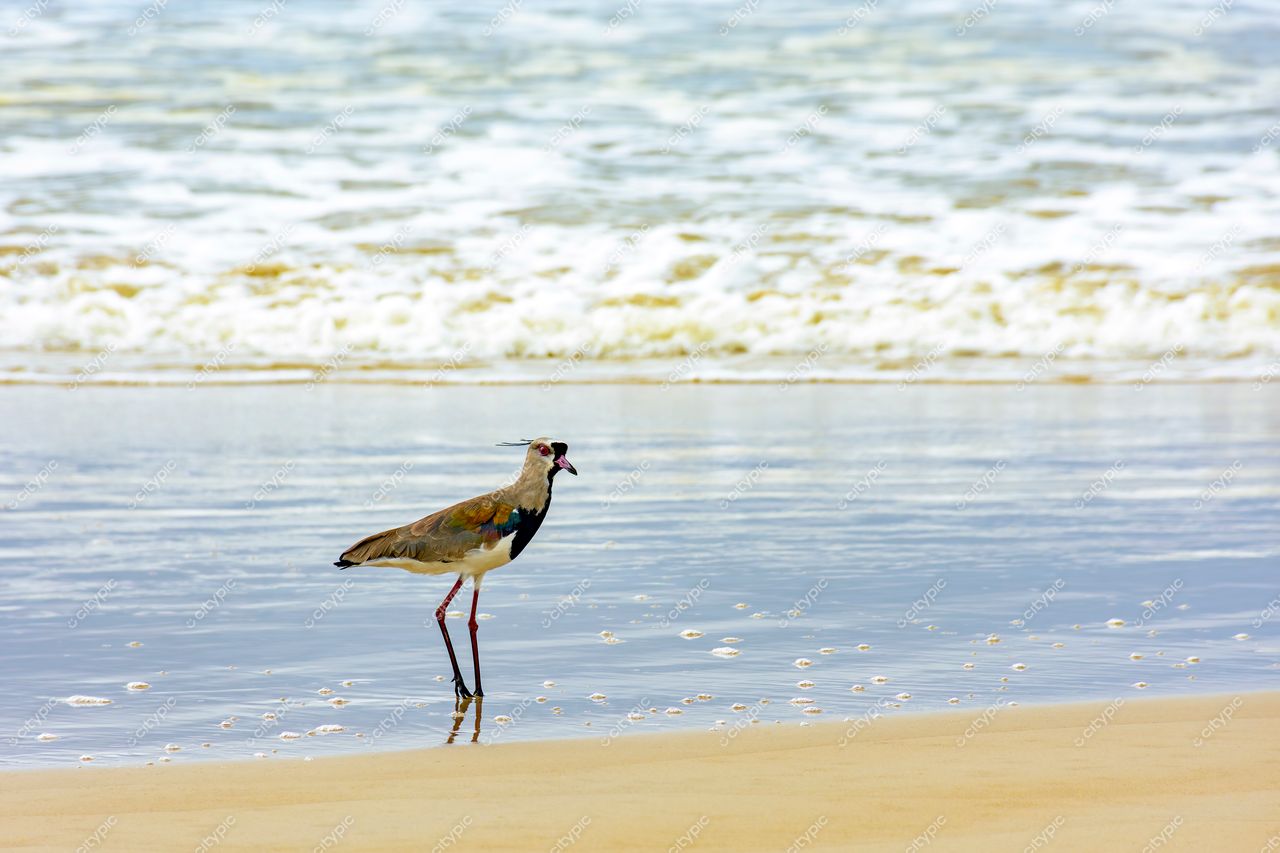 Uruçuca, Bahia: Pássaro colorido na praia – A harmonia entre a natureza e o litoral brasileiro