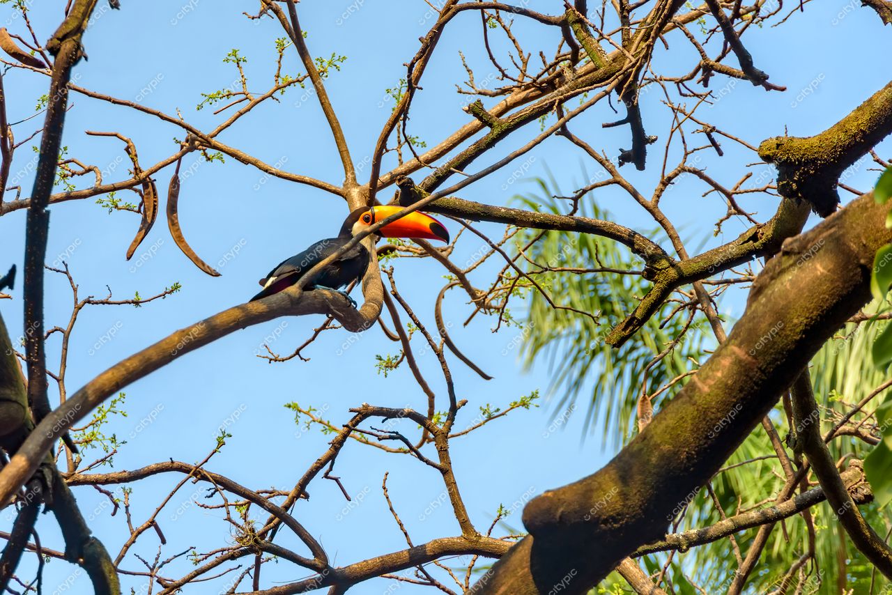 Beleza tropical: o vibrante tucano em seu habitat natural