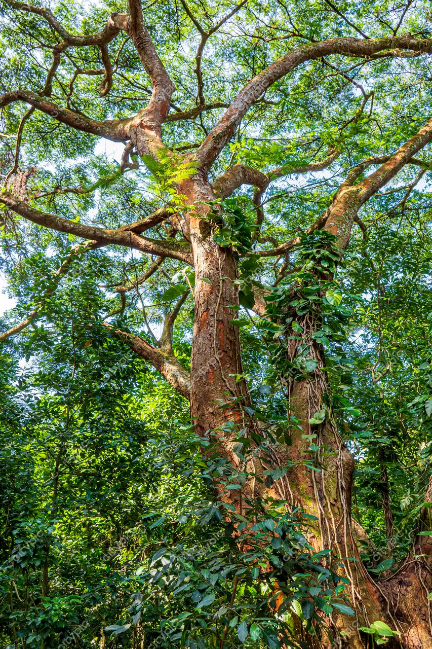 Jardim Botânico do Rio de Janeiro: A majestosa árvore que encanta os visitantes com sua exuberância e beleza natural