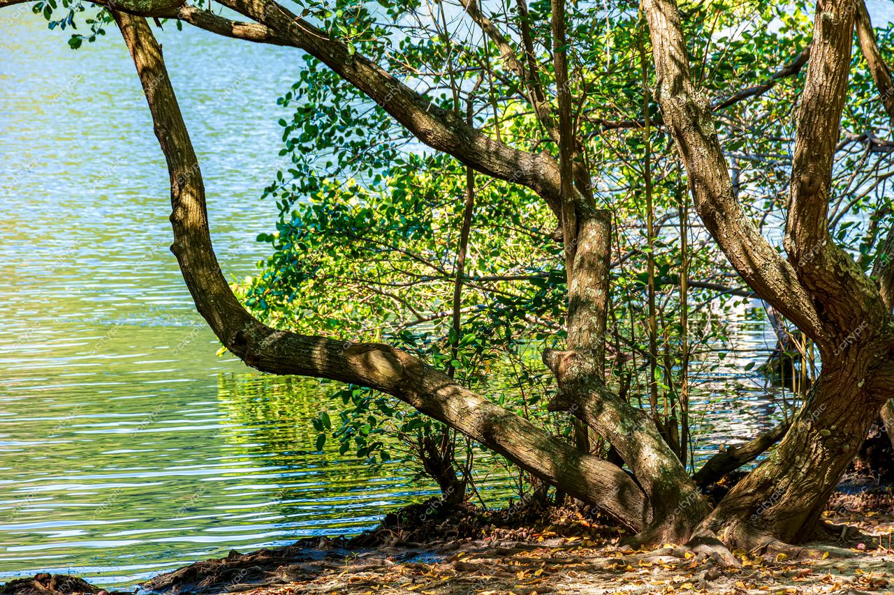 Lagoa da Paz: Reflexos serenos em Rio de Janeiro, Brasil