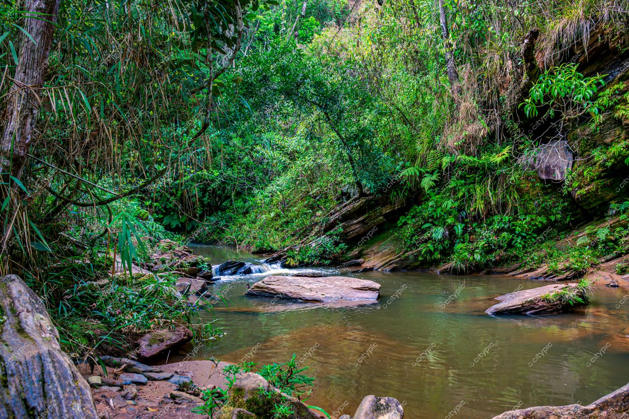 Oásis de tranquilidade: um riacho sereno em meio à natureza exuberante