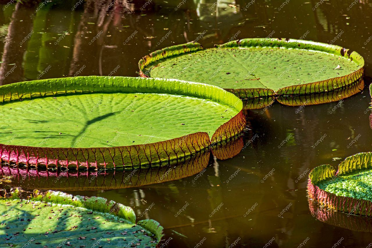 Jardim Botânico do Rio de Janeiro: Vitória-Régia flutuando em um lago sereno