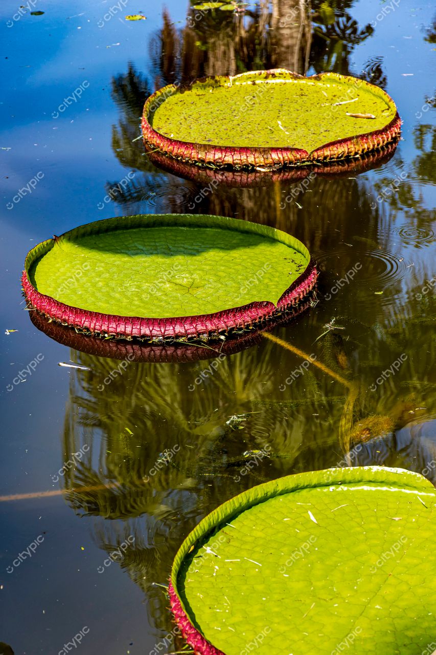 Jardim Botânico do Rio de Janeiro: Vitória-Régia flutuando em um lago sereno
