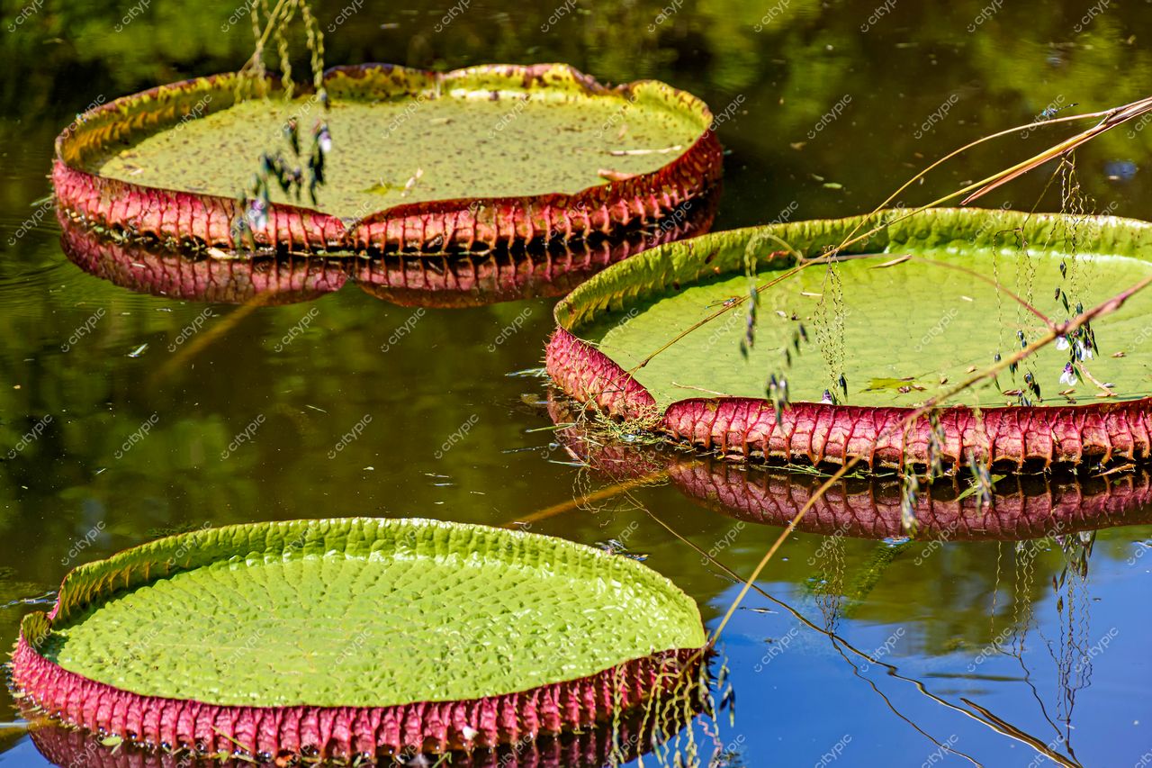 Jardim Botânico do Rio de Janeiro: Sereia de Vitórias-Régias em um Lago Sereno