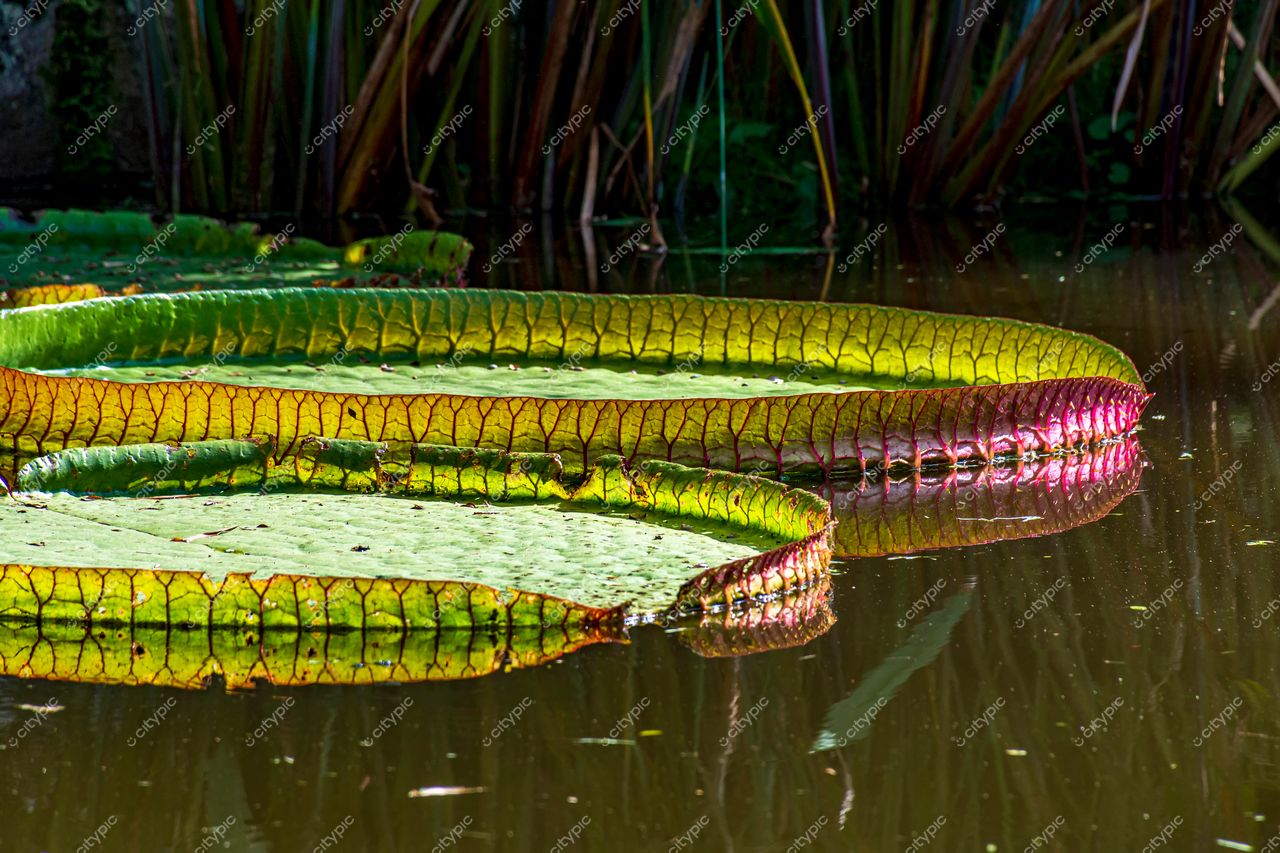 Jardim Botânico do Rio de Janeiro: Vitória-Régia flutuando em um lago sereno