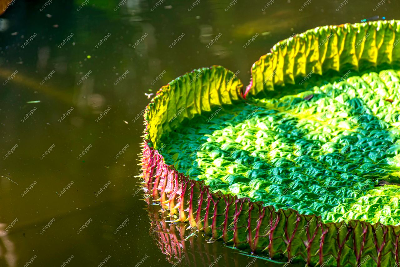 Jardim Botânico do Rio de Janeiro: Vitória-régia flutuando em serenidade