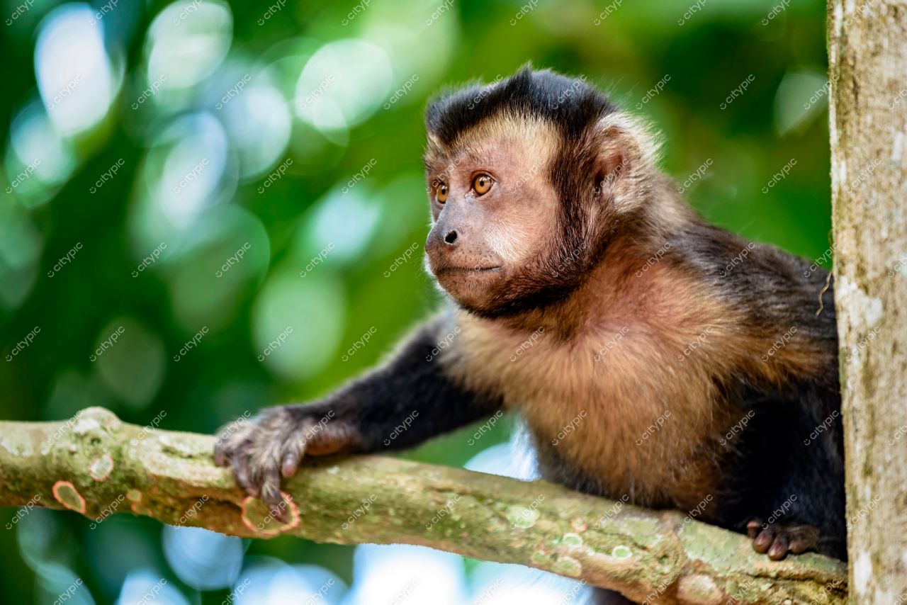Jardim Botânico, Rio de Janeiro: Macaco observado em galho de árvore – A beleza da vida selvagem em meio urbano