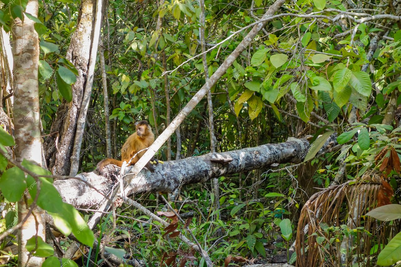 Brasília, DF: Macaco dourado descansando na exuberante floresta tropical da capital brasileira