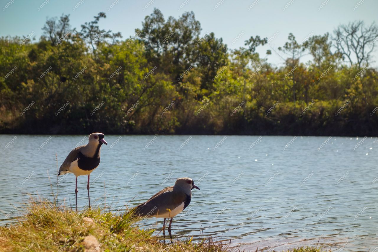 Brasília, Distrito Federal, Brasil: Aves à beira do lago em harmonia com a natureza local
