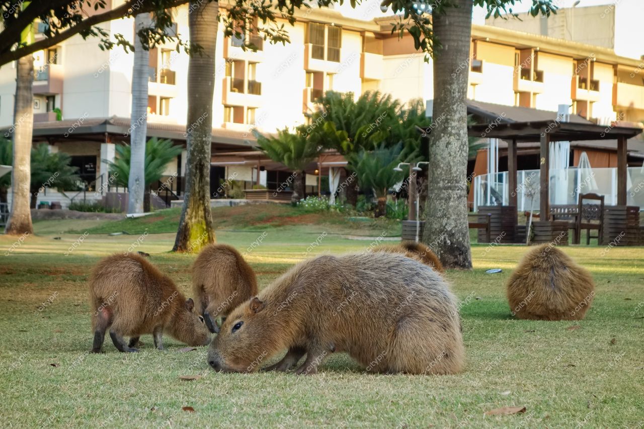 Brasília, DF: Capivaras pastando em meio à urbanidade tranquila