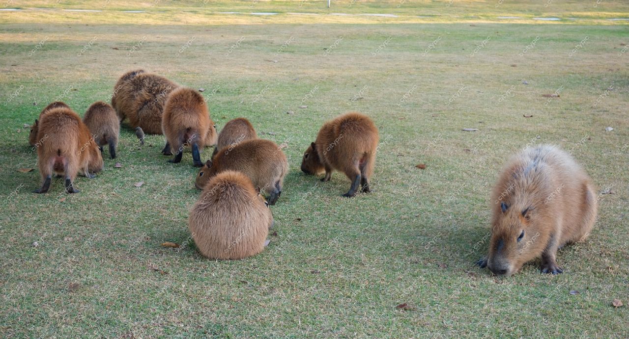 Brasília, Distrito Federal: Capivaras em harmonia na vida selvagem urbana do Brasil