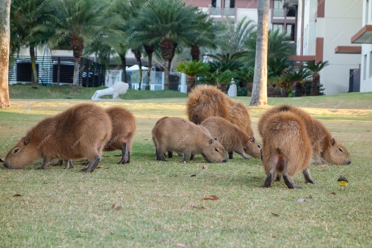 Brasília, DF: Capivaras pastando em harmonia com a cidade