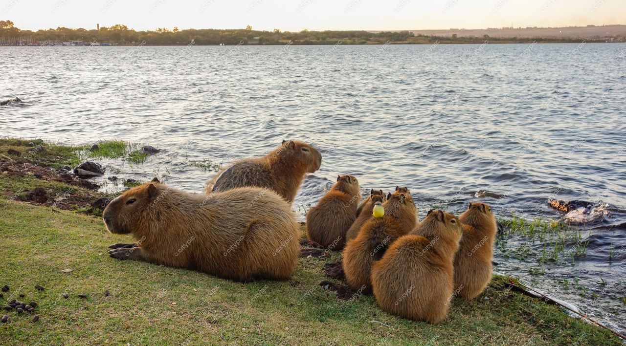 Brasília, Distrito Federal, Brasil: Capivaras relaxando à beira da lagoa