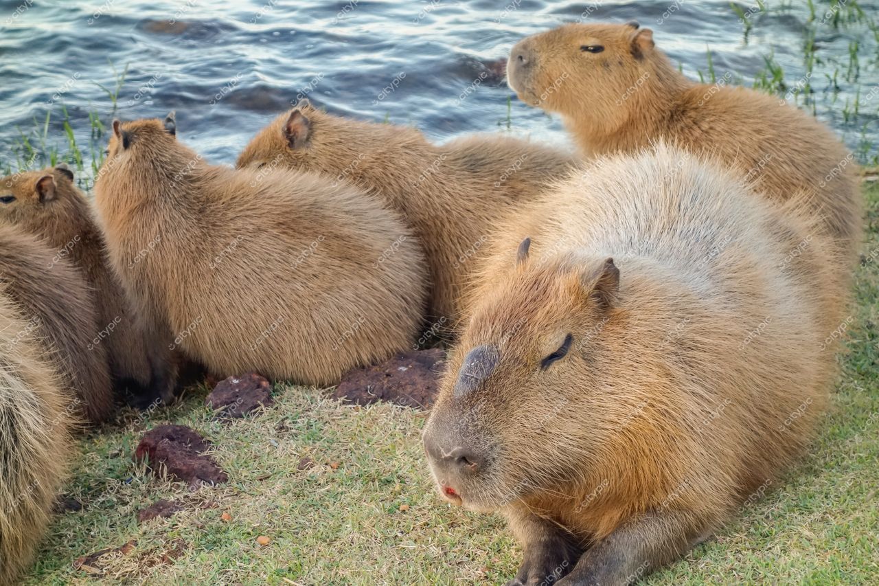 Brasília, Distrito Federal, Brasil: Capivaras relaxando à beira d’água