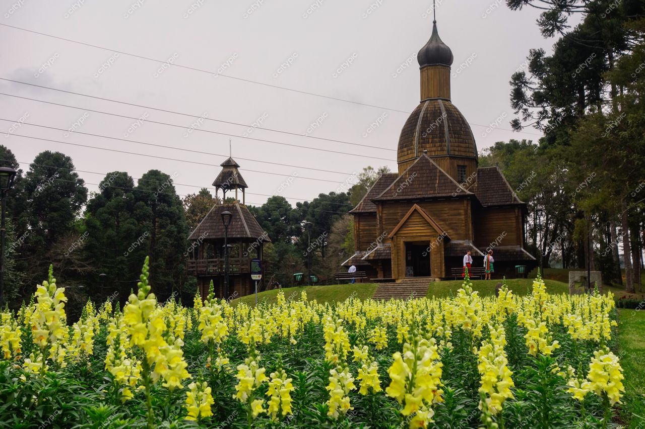 Curitiba, Paraná, Brasil: Campo de flores amarelas e arquitetura rústica em harmonia