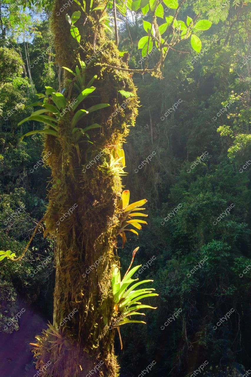 Itatiaia, Rio de Janeiro: Tronco de árvore coberto de musgo e orquídeas na Mata Atlântica