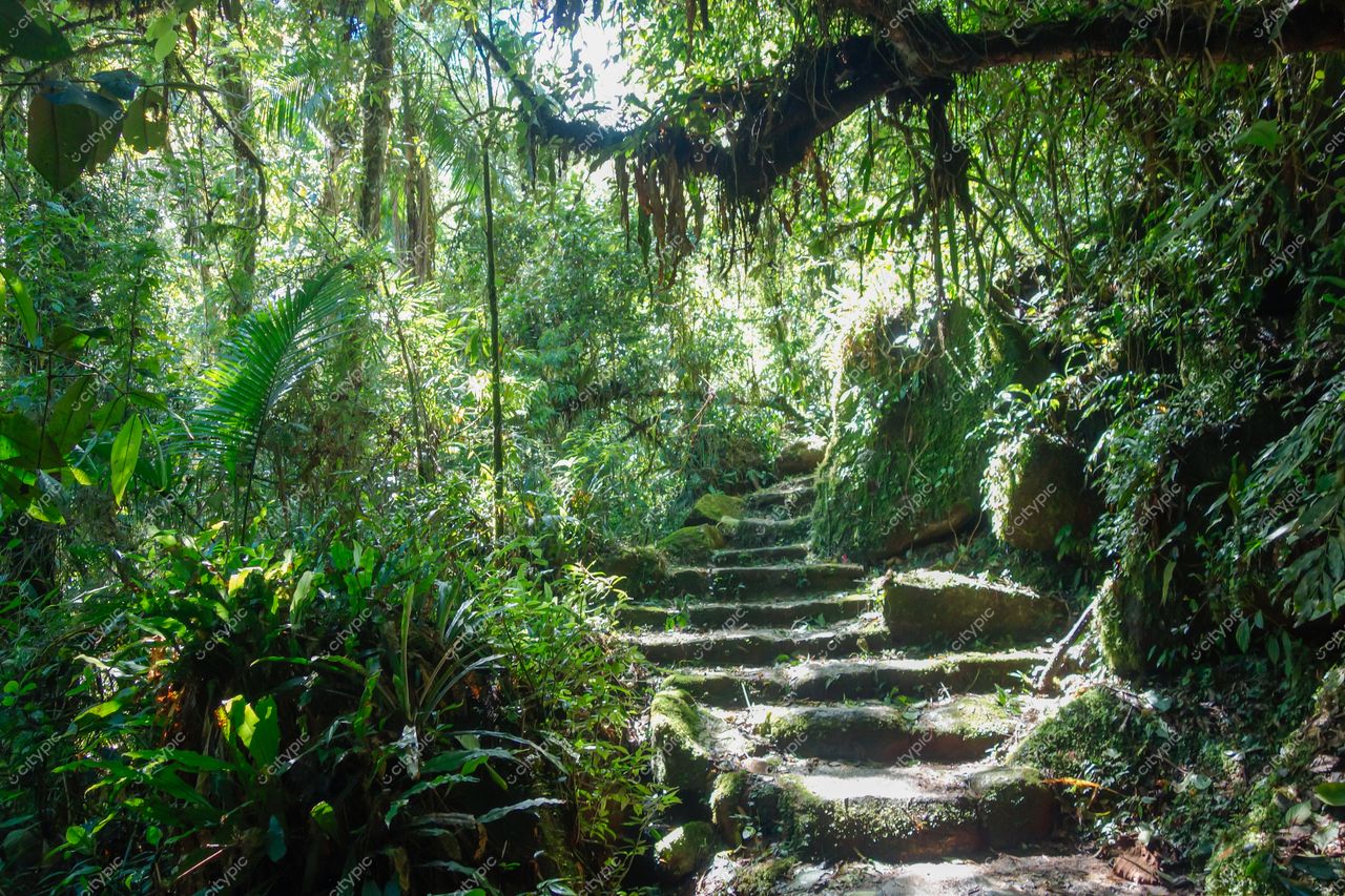 Itatiaia, Rio de Janeiro: Trilha de pedras cobertas por musgo na exuberante floresta tropical