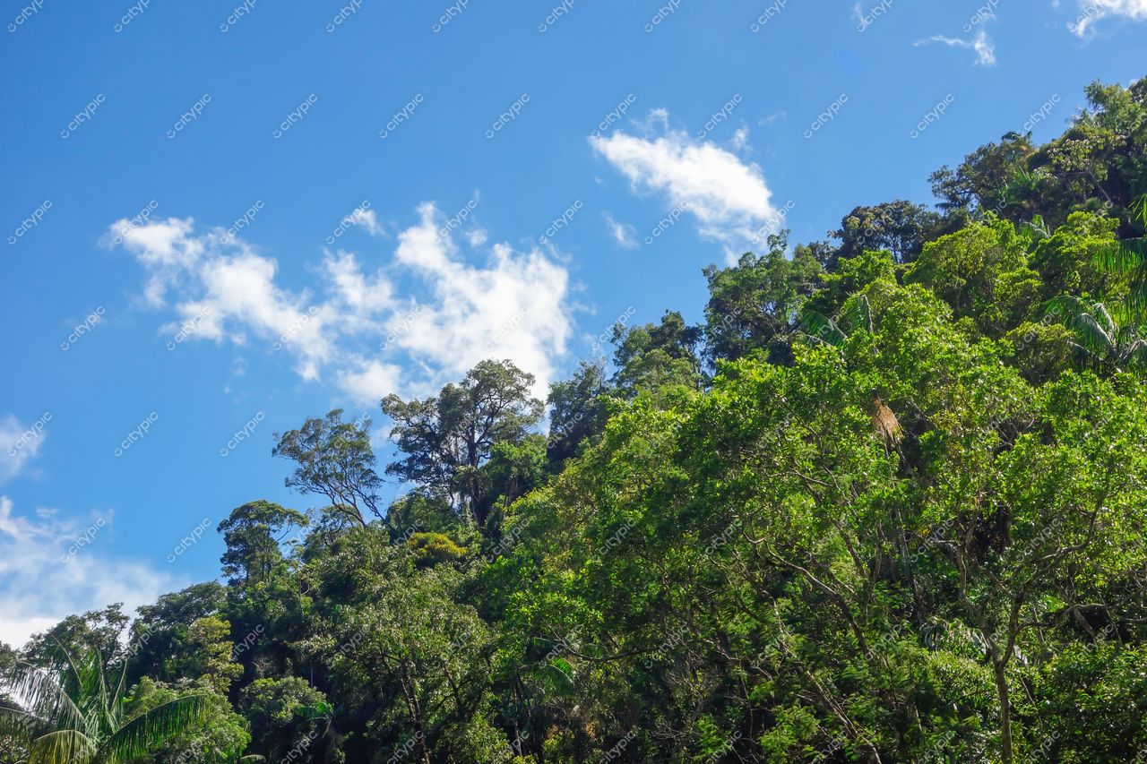 Itatiaia, Rio de Janeiro: A exuberância da vegetação tropical e a serenidade da natureza