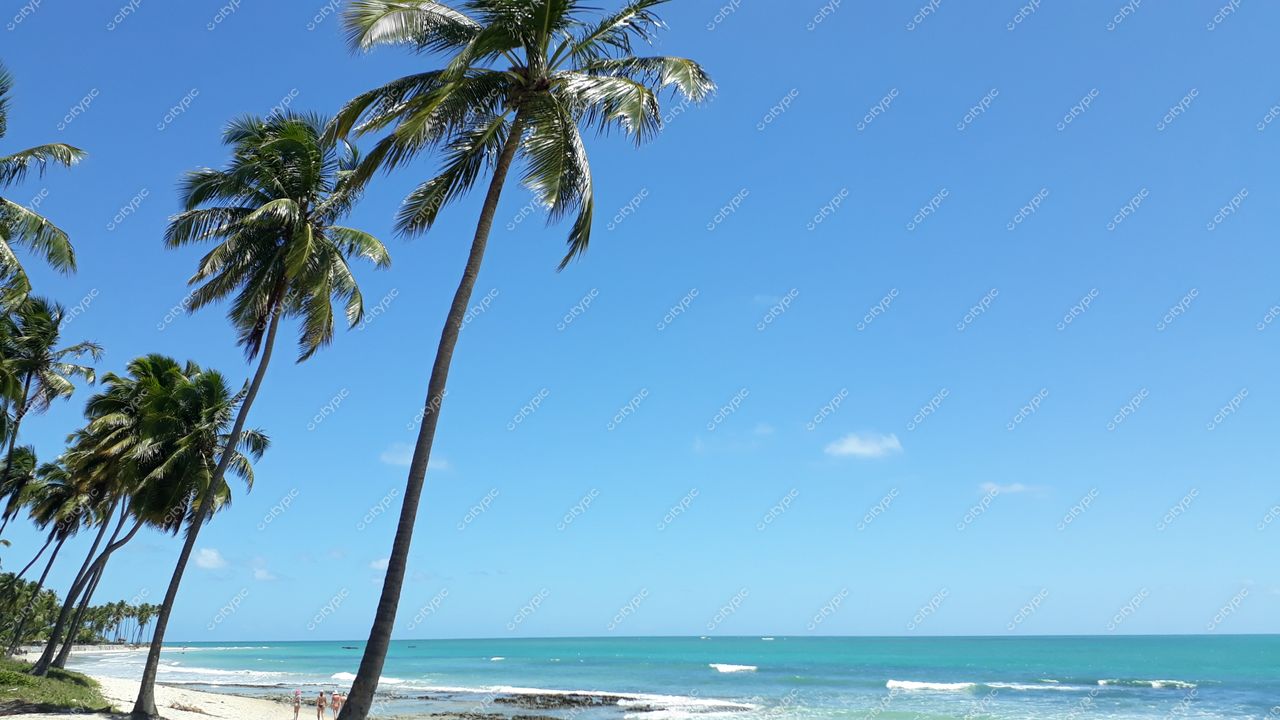Tamandaré, Pernambuco, praia com areia clara e águas verdes sob céu azul, palmeiras inclinadas e ambiente tranquilo