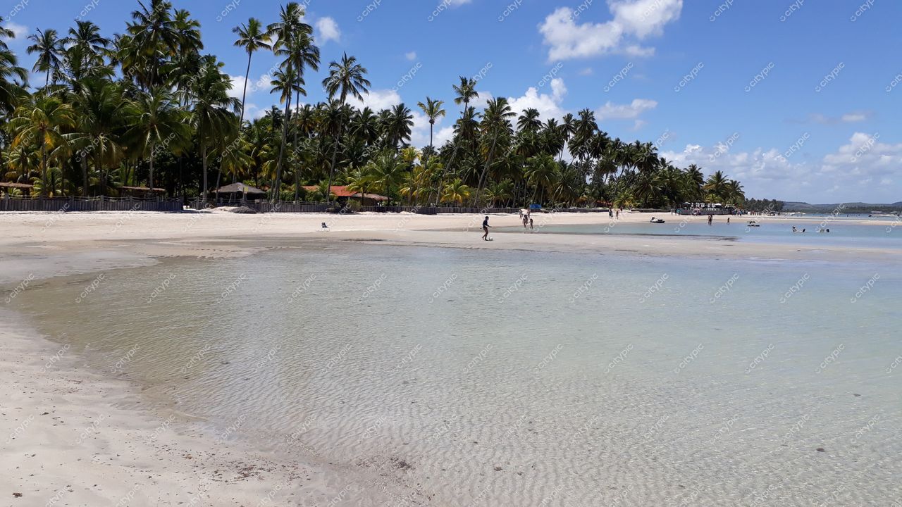 Tamandaré, Pernambuco em dia ensolarado com praia tranquila, areia clara, água cristalina e palmeiras ao fundo