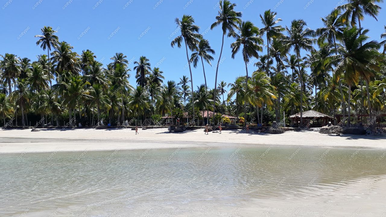 Tamandaré, Pernambuco praia ensolarada com palmeiras altas, água tranquila refletindo luz do sol e construção de telhado de palha