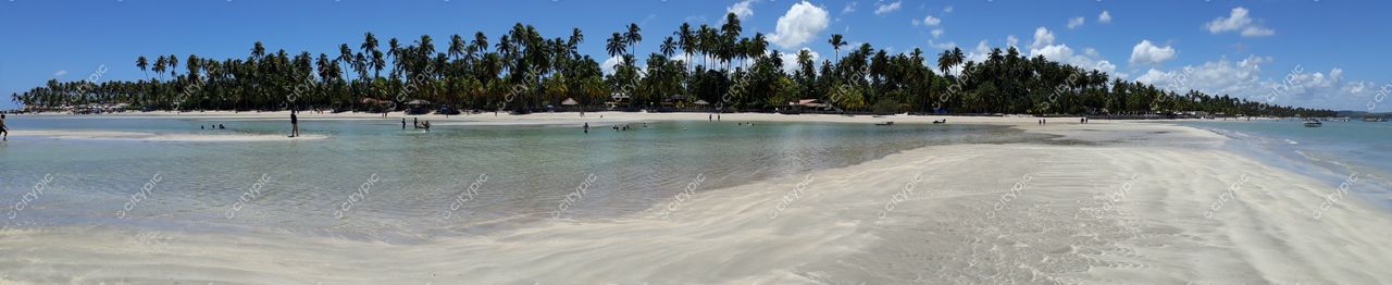 Tamandaré, Pernambuco vista panorâmica da praia com céu azul e palmeiras em dia ensolarado e águas turquesas