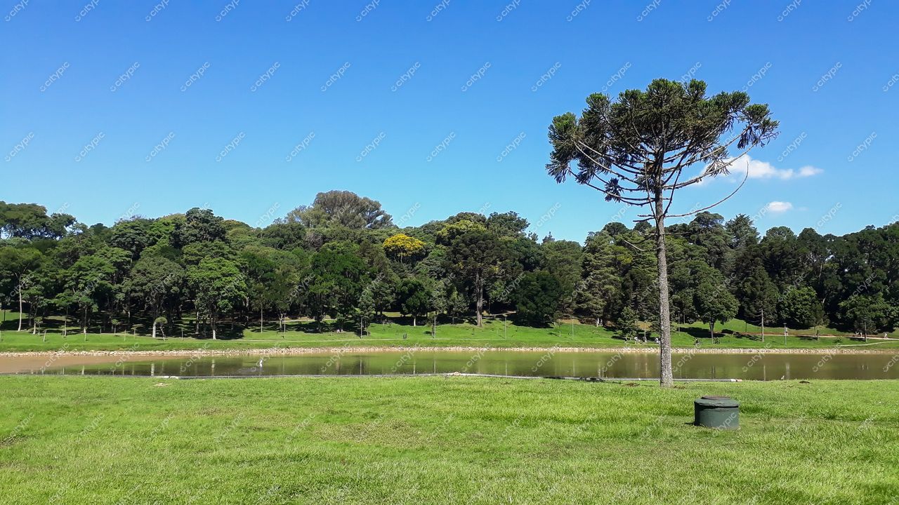 Curitiba, Paraná, lago refletindo céu azul claro com árvore solitária e vegetação densa ao fundo em dia ensolarado