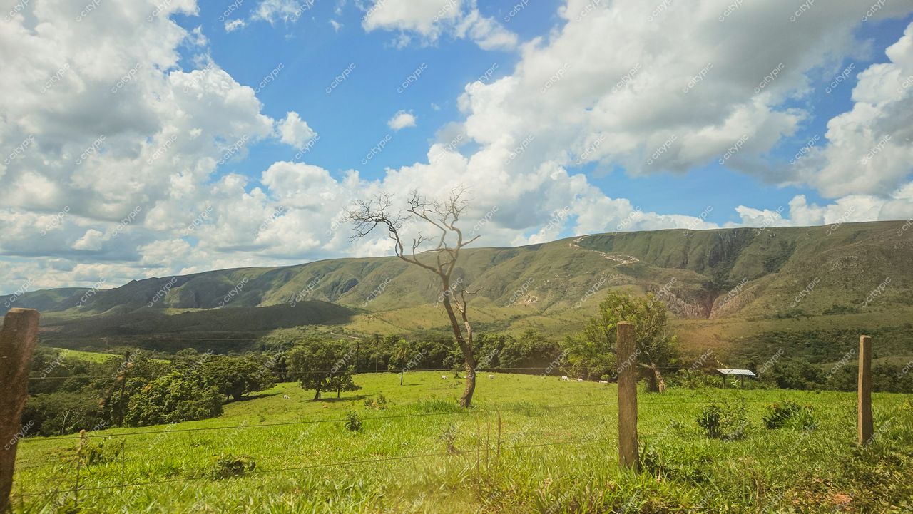 Serra da Canastra, Minas Gerais, campo verde sob céu azul com nuvens e árvore seca em cenário rural iluminado