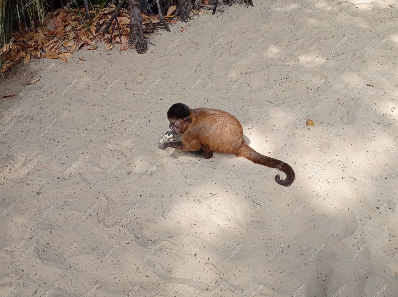 Barreirinhas, Maranhão, macaco sentado em praia de areia fina com vegetação ao fundo e luz suave do sol