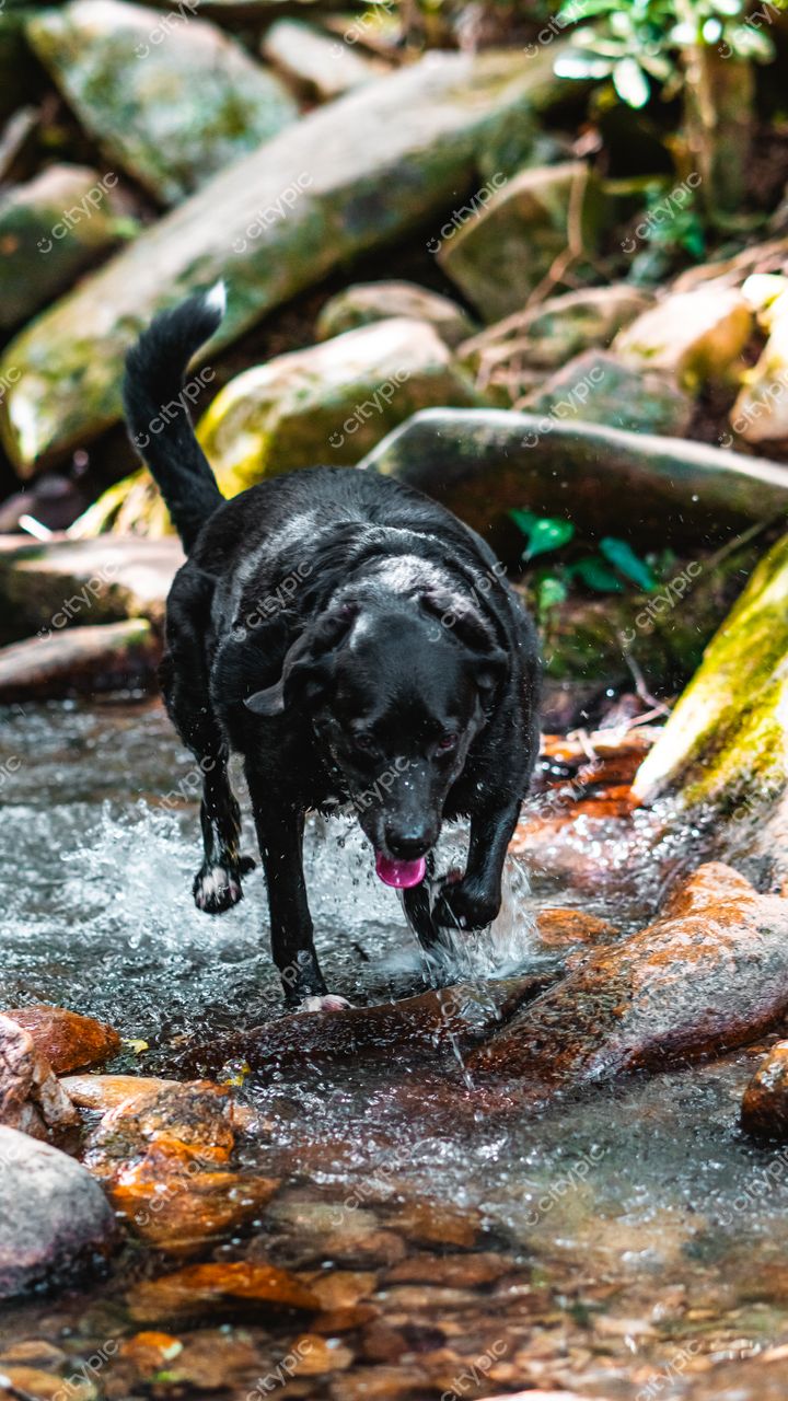 Lagoinha do Leste em Florianópolis com cachorro preto brincando em riacho de água cristalina e vegetação densa