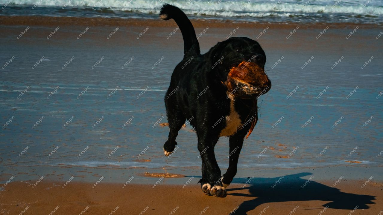 Lagoinha do Leste em Florianópolis com cão preto correndo na praia segurando objeto marrom sob luz solar intensa