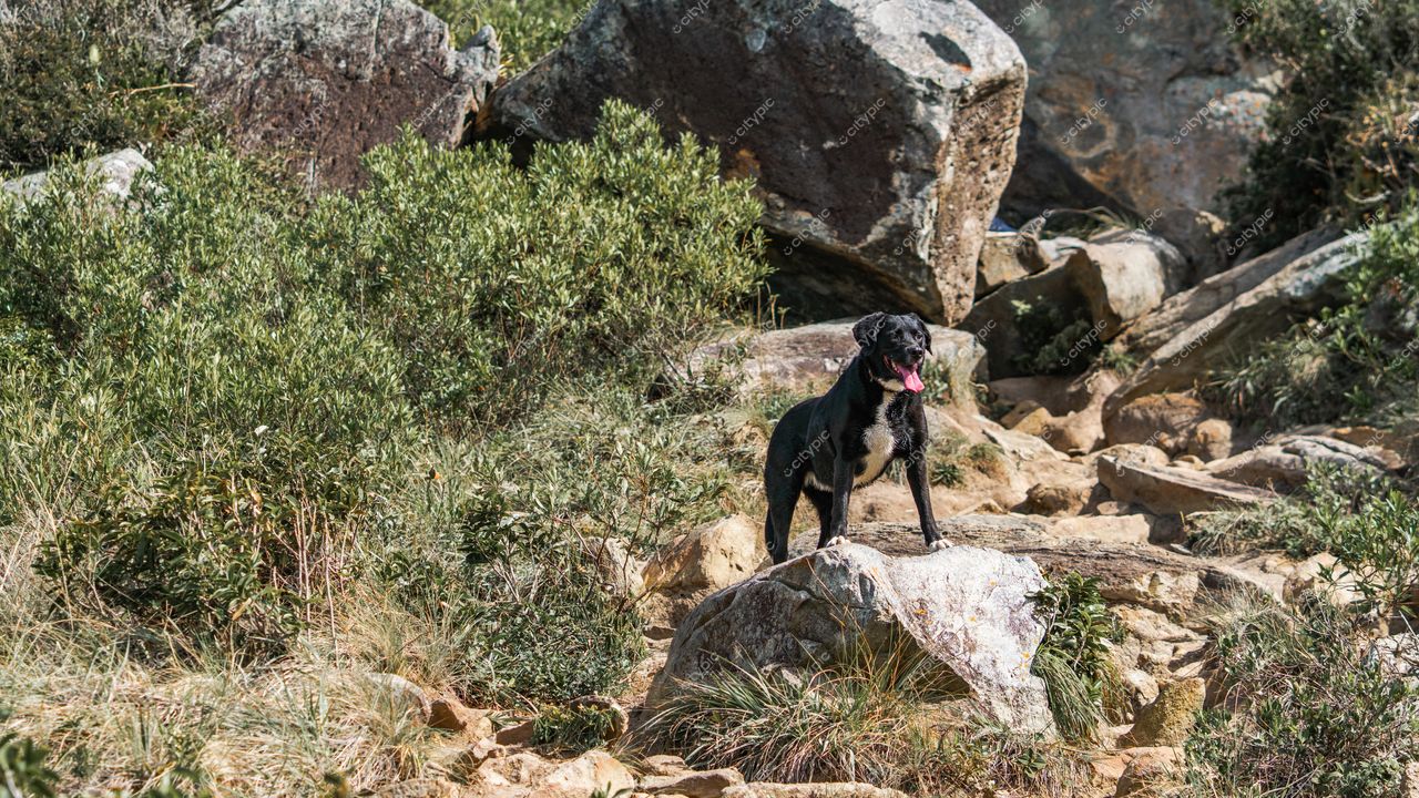 Lagoinha do Leste em Florianópolis com cachorro preto sobre rocha em dia ensolarado e vegetação densa ao fundo