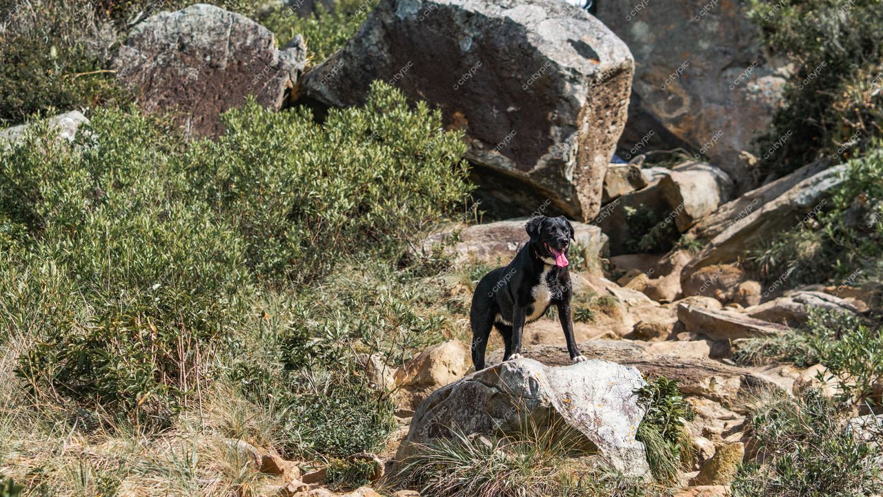Lagoinha do Leste em Florianópolis com cão preto sobre rocha em dia ensolarado e vegetação rasteira abundante