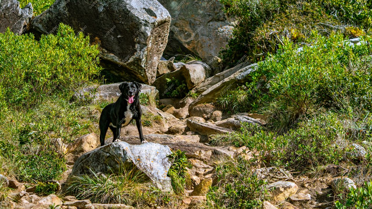 Lagoinha do Leste em Florianópolis com cachorro preto em caminho de pedras e vegetação nativa sob luz matinal