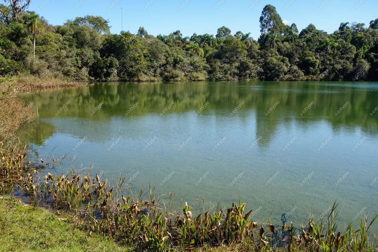 Ponta Grossa, Paraná Lago tranquilo com vegetação densa e iluminação clara em dia ensolarado, refletindo a natureza ao redor