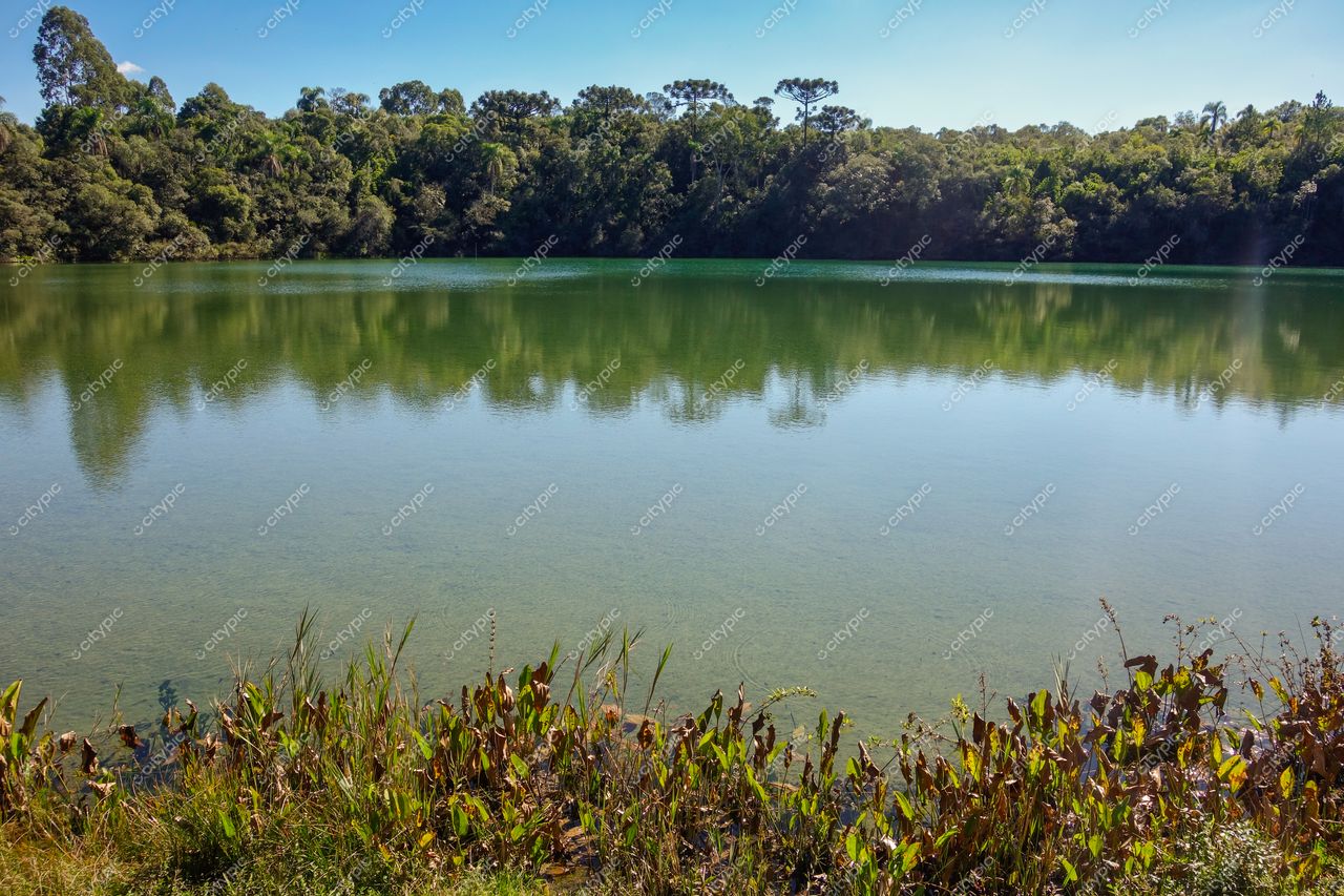 Ponta Grossa, Paraná lago sereno com vegetação densa e reflexos de árvores sob luz suave do sol