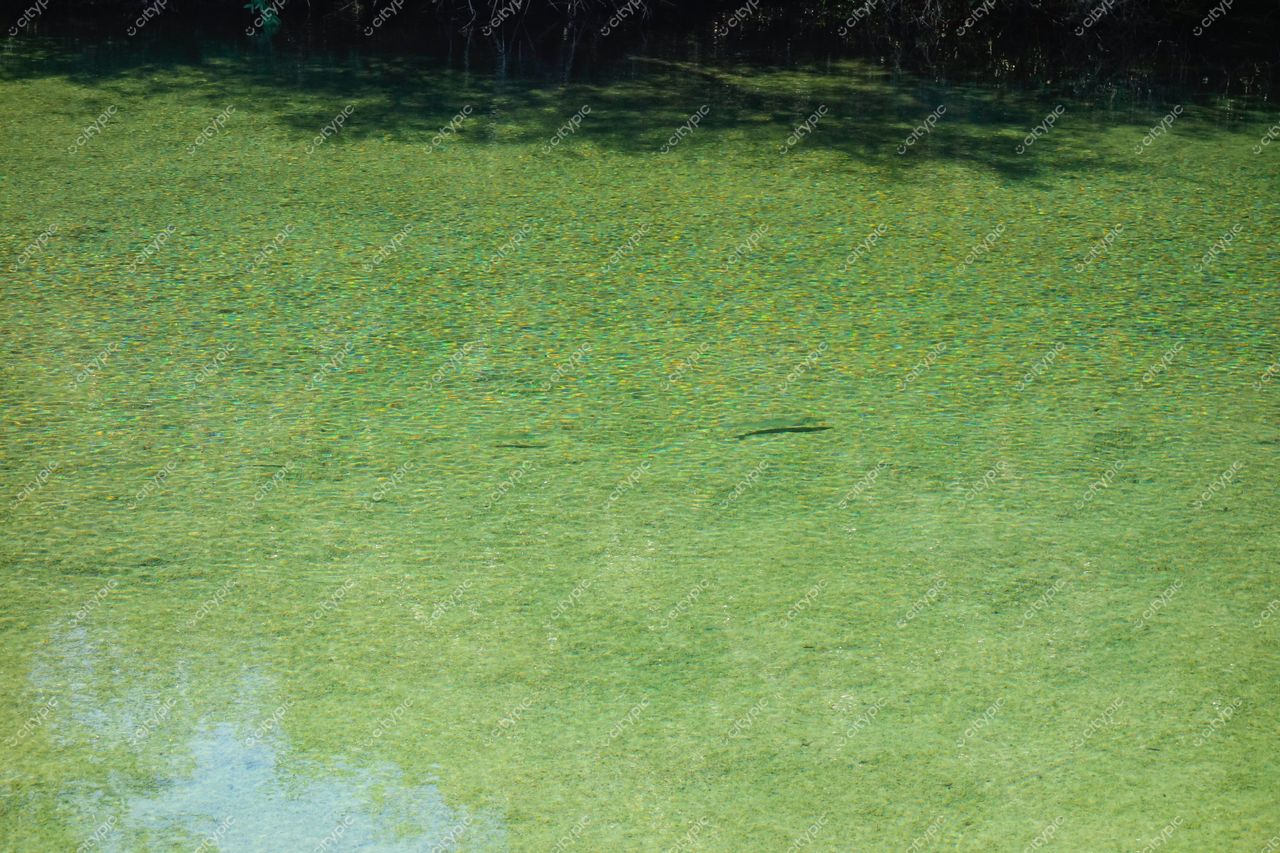 Ponta Grossa, Paraná, superfície de água cristalina refletindo vegetação verde em ambiente natural tranquilo e iluminado